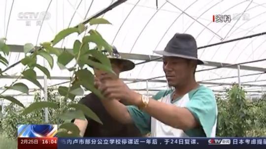 種蘑菇、養(yǎng)駱駝...。。特色產(chǎn)業(yè)助力鄉(xiāng)村振興走新路