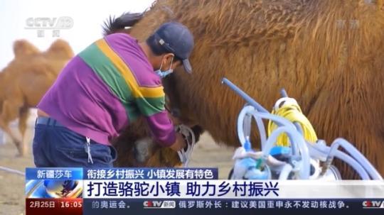 種蘑菇、養(yǎng)駱駝...。。特色產(chǎn)業(yè)助力鄉(xiāng)村振興走新路