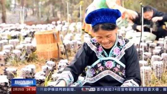 種蘑菇、養(yǎng)駱駝...。。特色產(chǎn)業(yè)助力鄉(xiāng)村振興走新路
