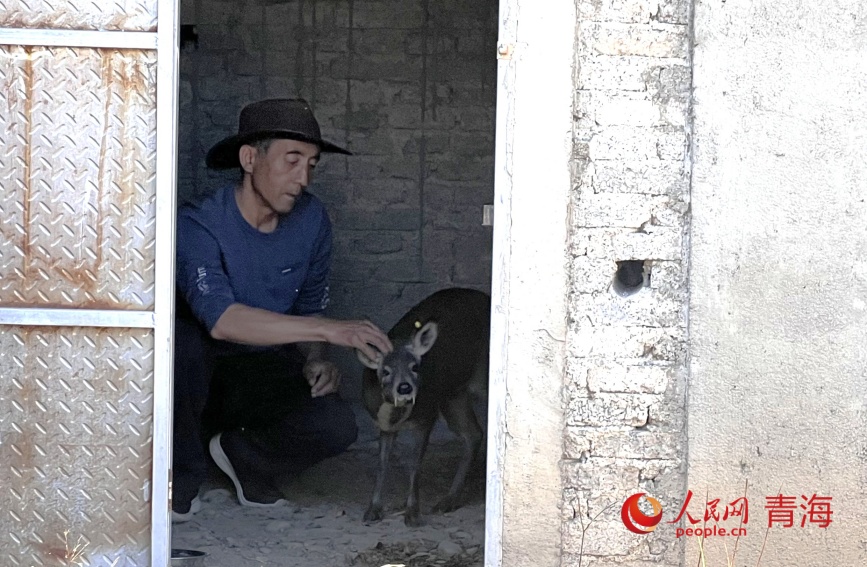 謝發(fā)成查看林麝生長狀態(tài)。人民網記者 甘海瓊攝