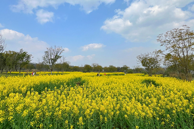 每到油菜花季，就有市民相約到重慶廣陽(yáng)島上踏青賞花。鄒樂(lè)攝