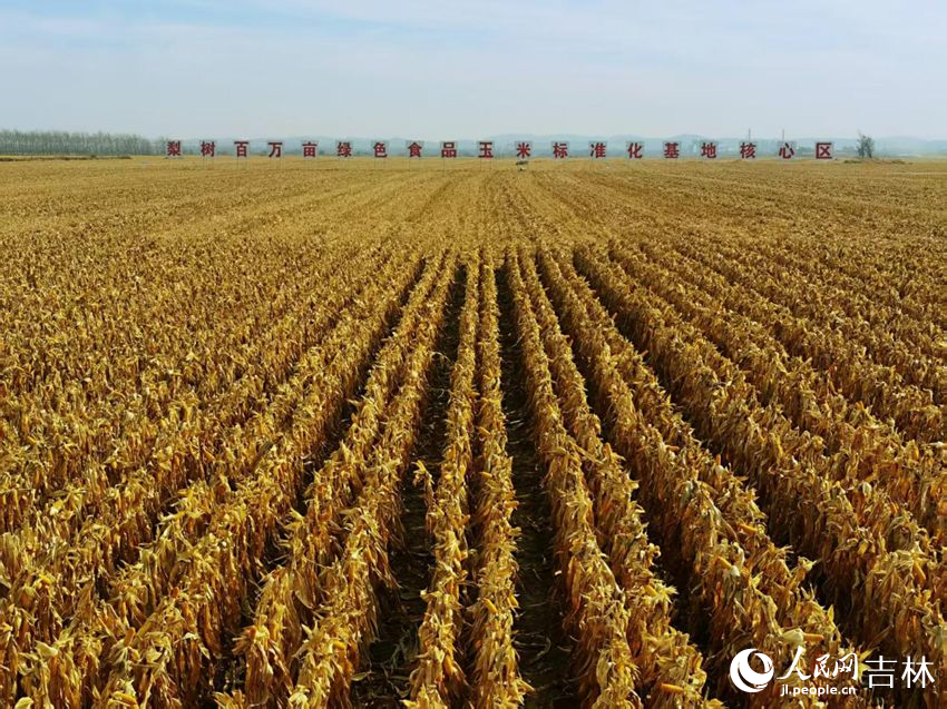 吉林黑土地上糧滿倉（資料圖片）。人民網(wǎng)記者 王海躍攝