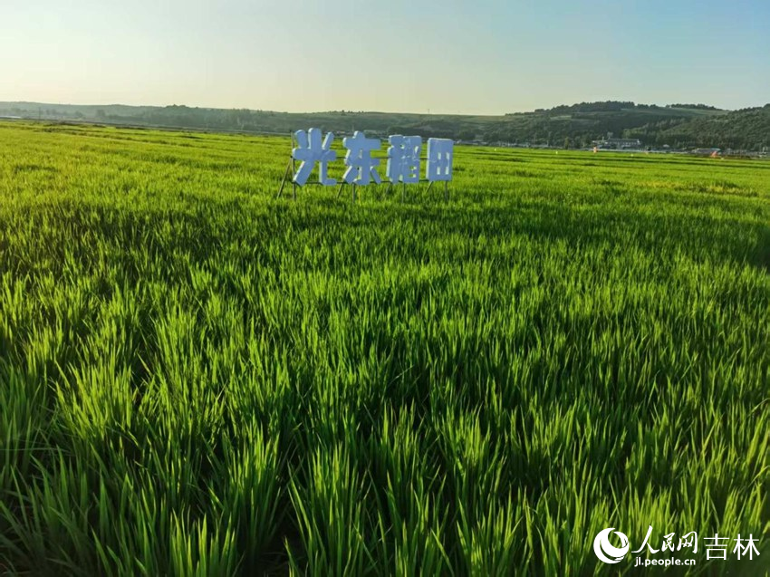 光東村稻田風(fēng)景美如畫（資料圖片）。人民網(wǎng)記者 王海躍攝