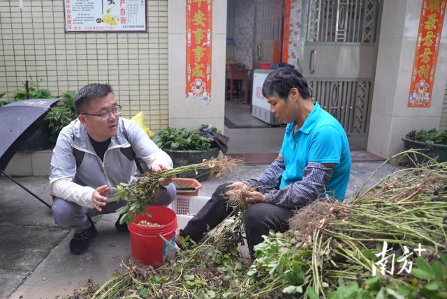 土地組成員張國強(qiáng)一邊幫村民做農(nóng)活一邊聊天。