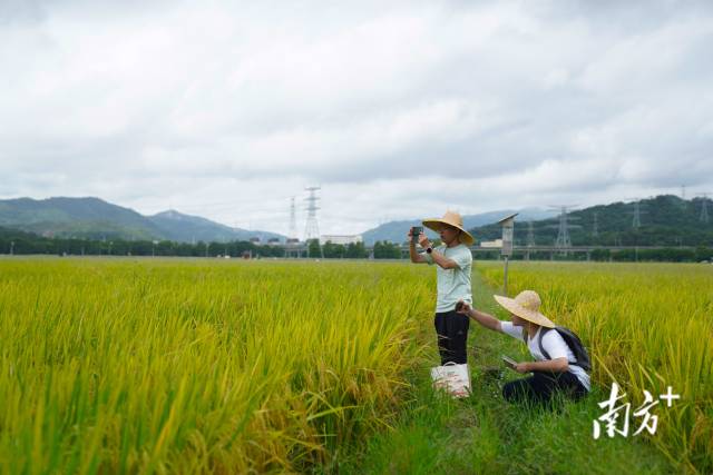 文化組的兩名成員正在給稻田拍照。