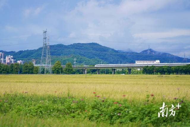 高鐵掠過崖口村稻田。