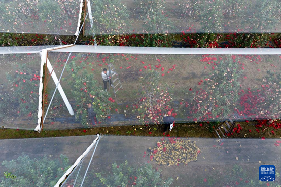 【高質(zhì)量發(fā)展看陜西】“上天”的延安蘋果，蘊藏哪些新質(zhì)生產(chǎn)力