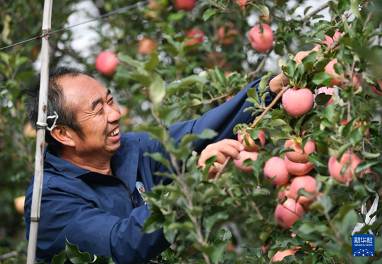 【高質(zhì)量發(fā)展看陜西】“上天”的延安蘋果，蘊藏哪些新質(zhì)生產(chǎn)力