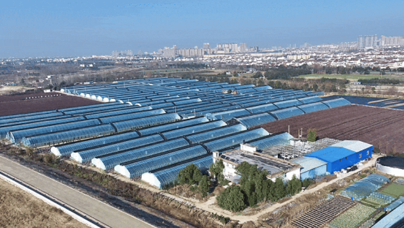 洋縣東聯(lián)村藍(lán)莓基地航拍。洋縣融媒體供圖