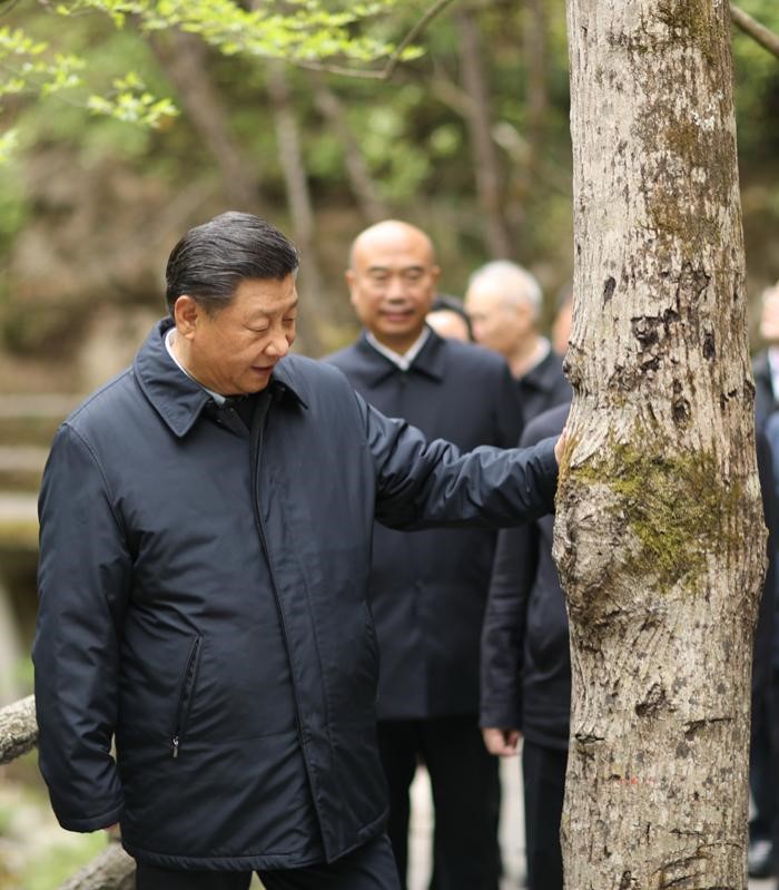 2020年4月20日，中共中央總書記、國家主席、中央軍委主席習(xí)近平在陜西考察調(diào)研。這是習(xí)近平在位于商洛市柞水縣的秦嶺牛背梁國家級自然保護區(qū)，考察秦嶺生態(tài)保護情況。 新華社記者 鞠鵬 攝