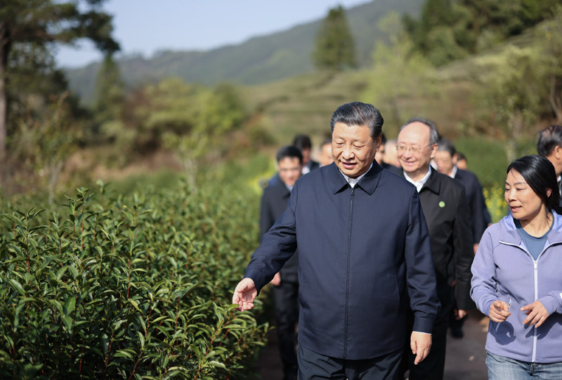 2021年3月22日下午，習近平在福建省南平市武夷山市星村鎮(zhèn)燕子窠生態(tài)茶園，察看春茶長勢，了解當?shù)夭璁a(chǎn)業(yè)發(fā)展情況。