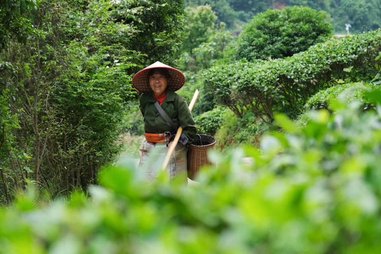 2024年4月24日，湖南省衡陽市耒陽市龍?zhí)伶?zhèn)江頭貢茶葉種植專業(yè)合作社，村民在茶山采摘茶葉，實現(xiàn)了家門口就業(yè)。