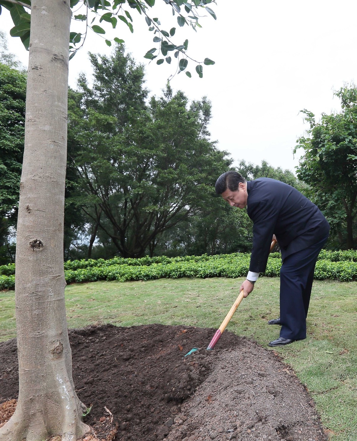 2012年12月8日，習(xí)近平在深圳蓮花山公園種下一棵高山榕樹。