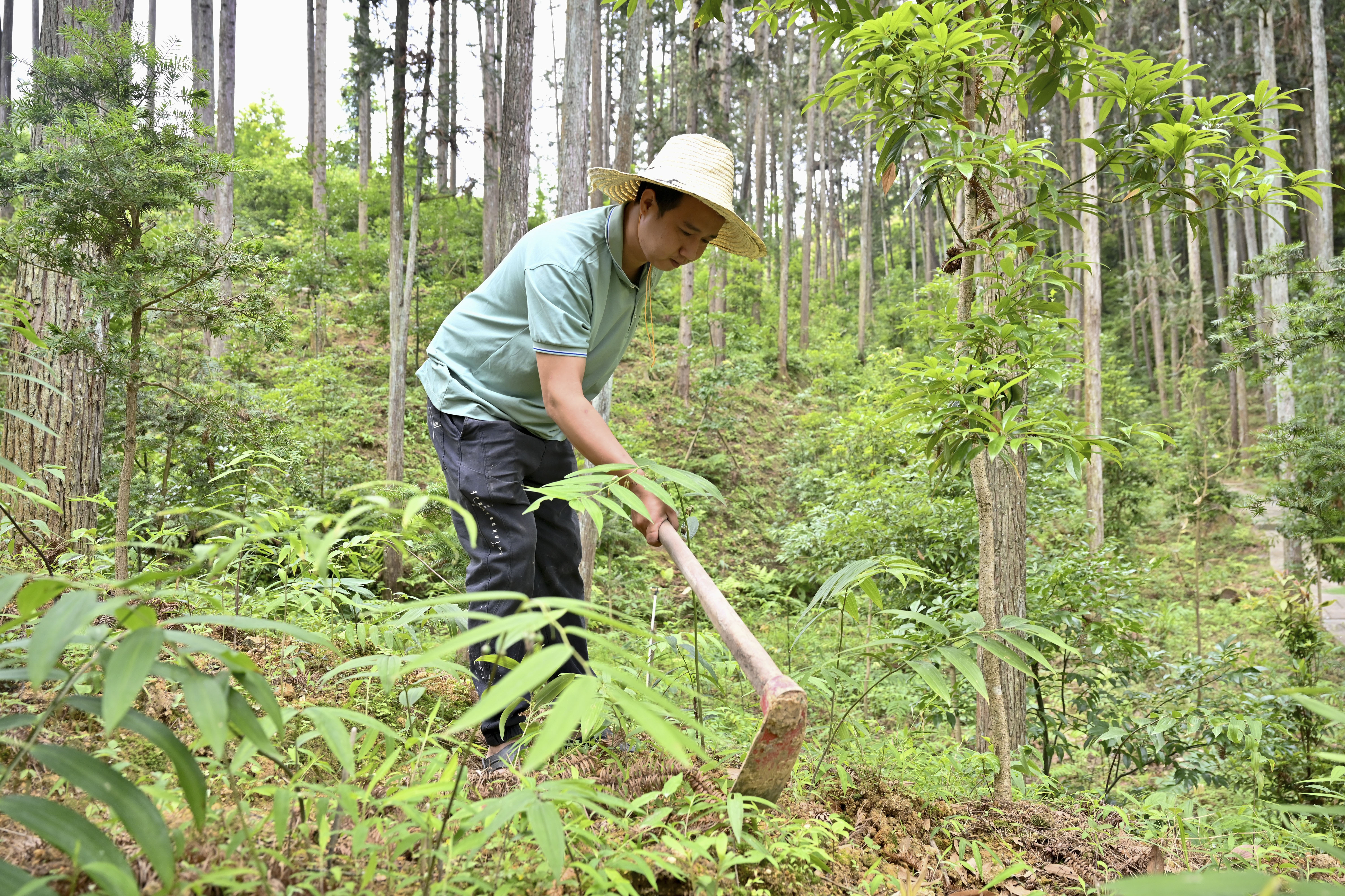 2024年5月9日，福建省三明市馬巖林下經(jīng)濟種植示范基地工人在管理林下種植的多花黃精。