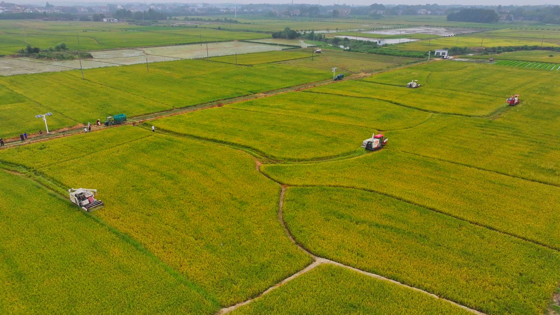 數(shù)臺(tái)收割機(jī)同時(shí)作業(yè)。常德市鼎城區(qū)融媒體中心供圖