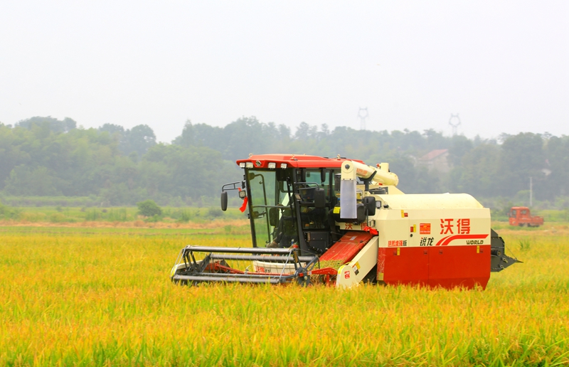 早稻收割忙，農(nóng)機(jī)來助力。常德市鼎城區(qū)融媒體中心供圖