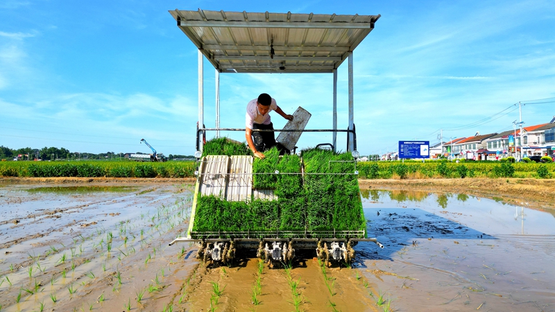 戴宏在無人駕駛的插秧機(jī)上作業(yè)。常德日?qǐng)?bào)社 王明睿 攝