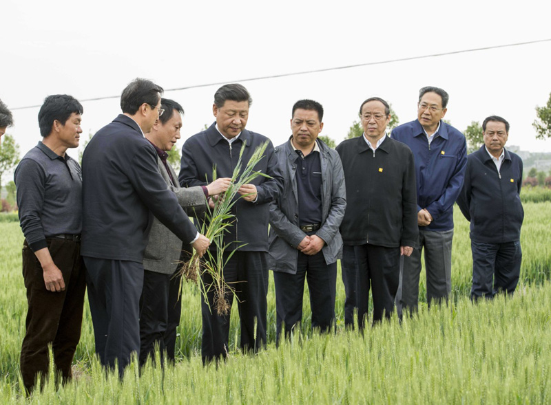 2016年4月25日下午，習(xí)近平在安徽滁州市鳳陽縣小崗村察看小麥長勢(shì)。左一為種糧大戶程夕兵。新華社記者 李學(xué)仁 攝