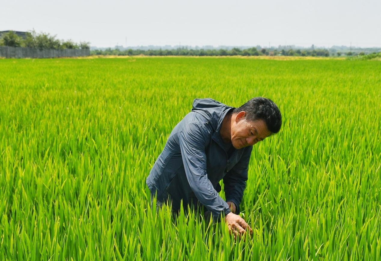 程夕兵在農(nóng)田里檢查水稻種植情況。人民網(wǎng)記者 周坤 攝