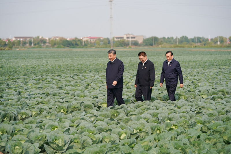 2024年11月5日，習(xí)近平總書記在湖北嘉魚潘家灣鎮(zhèn)十里蔬菜長廊考察。