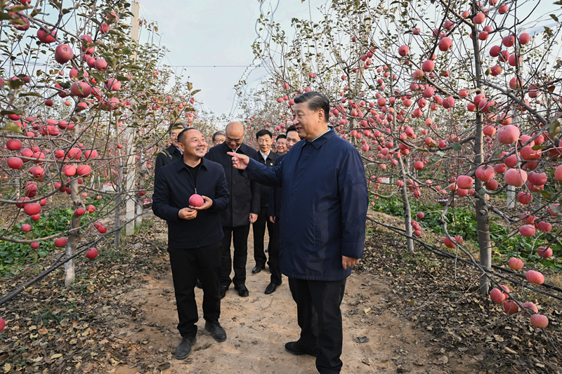 2022年10月26日，習(xí)近平總書記在陜西省延安市安塞區(qū)高橋鎮(zhèn)南溝村的蘋果園里同老鄉(xiāng)們親切交流。