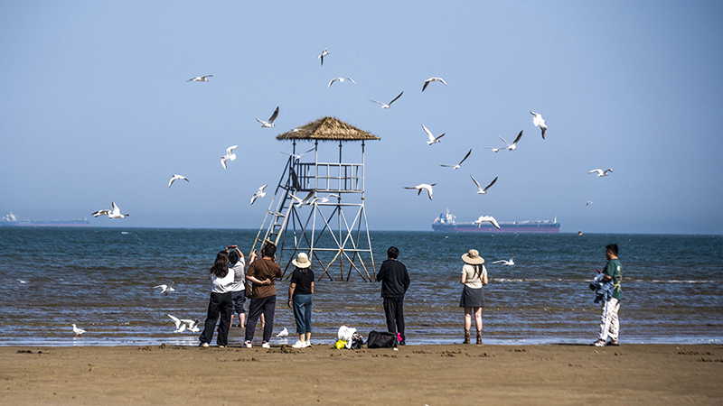 2024年5月12日，河北秦皇島，北戴河鴿子窩公園成群海鷗在天空中自由翱翔，與大海、藍(lán)天構(gòu)成了一幅美麗的畫卷。
