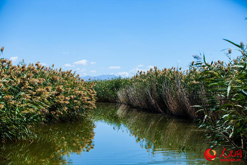 經(jīng)過(guò)治理的烏梁素海風(fēng)景秀美，蘆葦搖曳生姿。人民網(wǎng) 孟佳澍攝