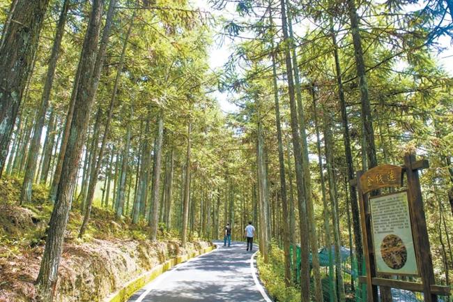 福建周寧縣黃振芳家庭林場(chǎng)。（圖源：央視新聞）