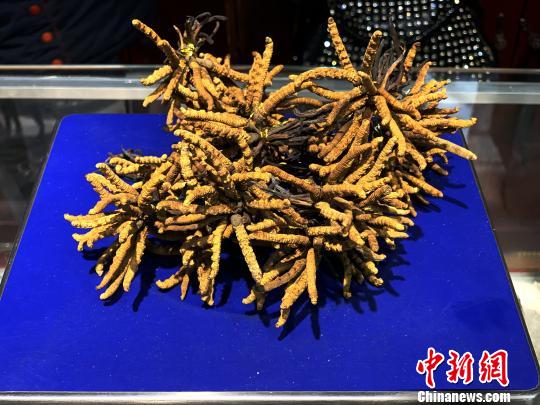 圖為冬蟲(chóng)夏草?！O睿 攝