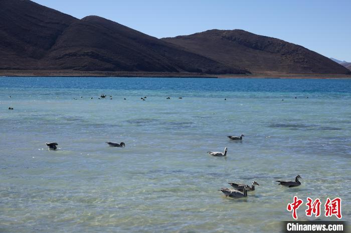 圖為過冬的候鳥在羊湖游弋?！∪轿木?攝