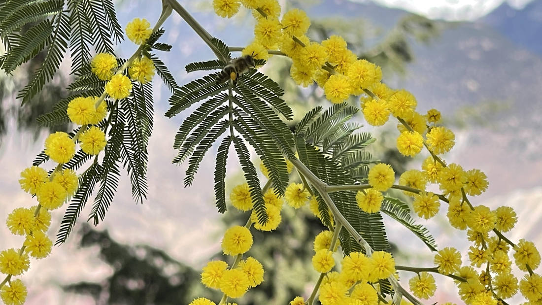 蜜蜂在金合歡花枝上休憩。