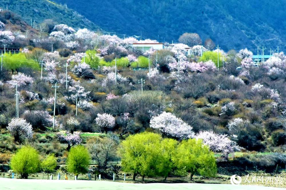 村莊掩映在桃花林中。人民網(wǎng) 李海霞攝