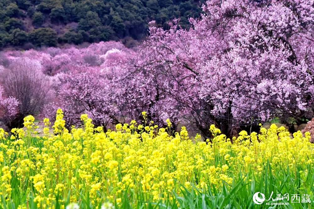 桃花與油菜花交相輝映。人民網(wǎng) 李海霞攝