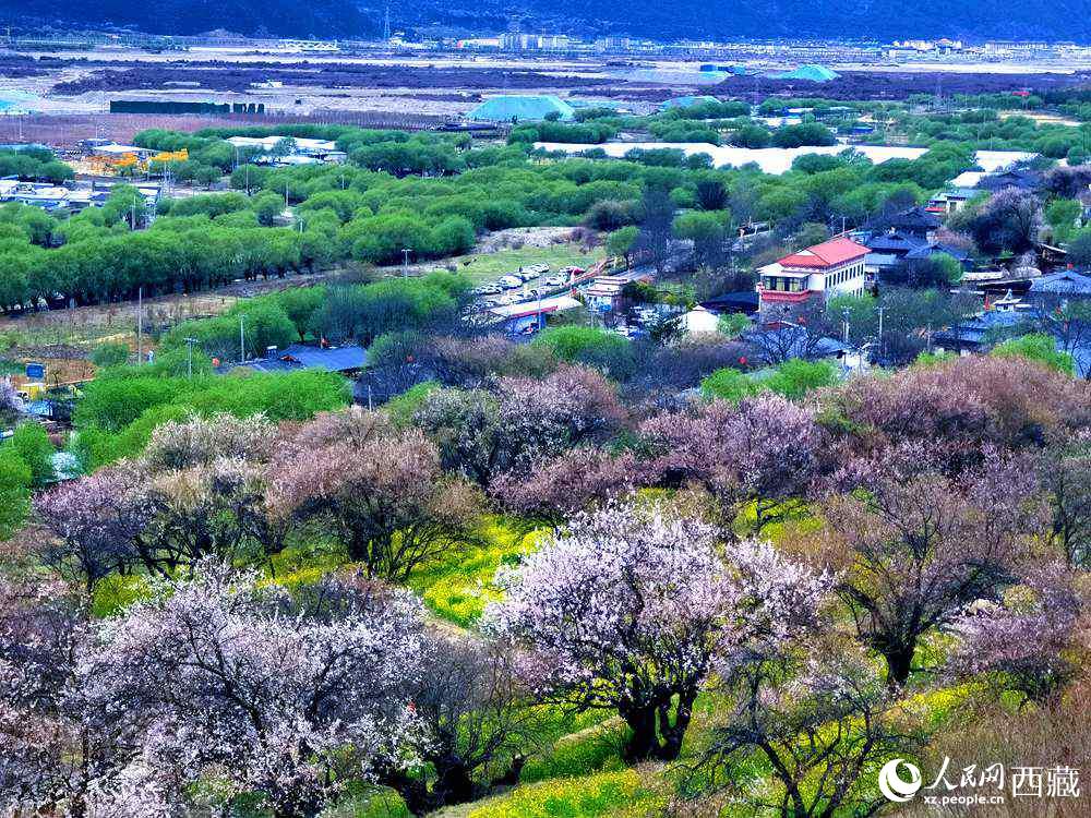 漫山開放的野桃花。人民網(wǎng) 李海霞攝