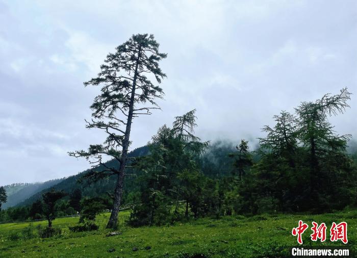 6月10日，魯朗小鎮(zhèn)高山牧場景區(qū)風(fēng)光?！∪轿木?攝