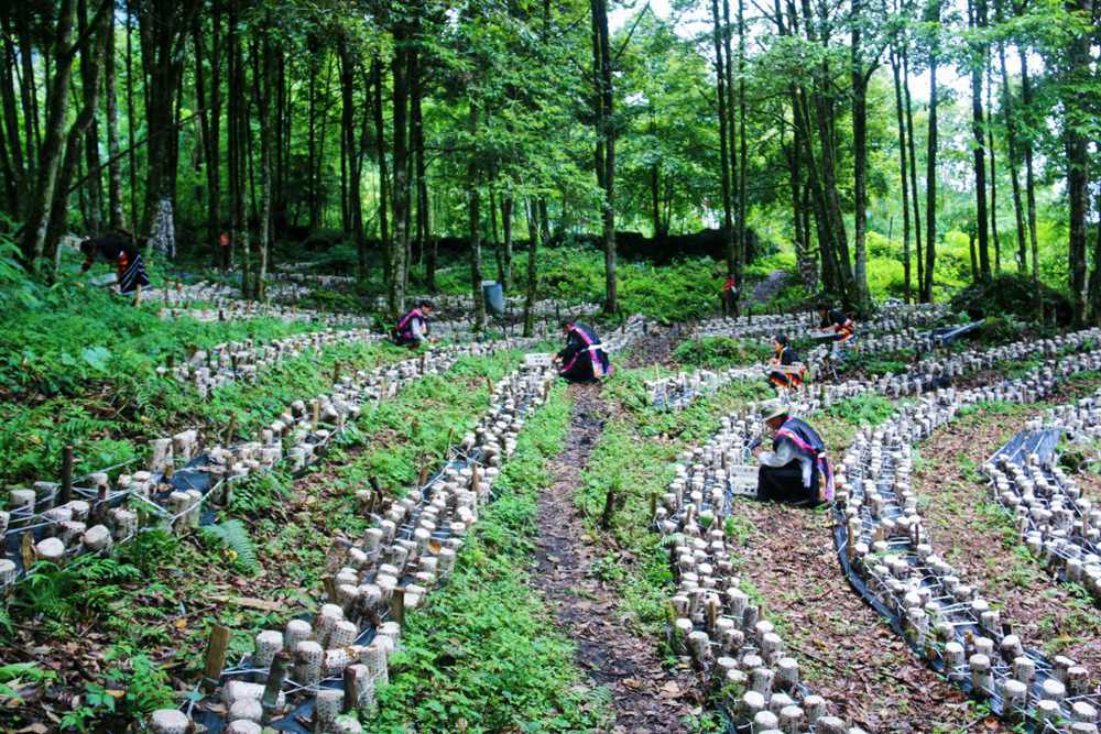 木耳種植基地。次仁央宗攝