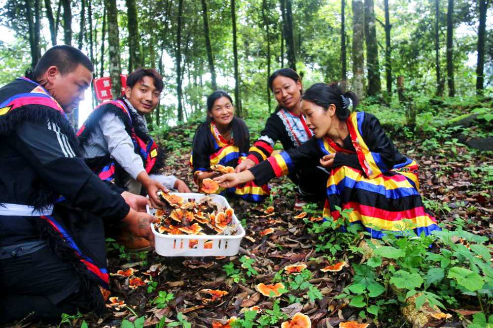 村民采摘林芝。次仁央宗攝