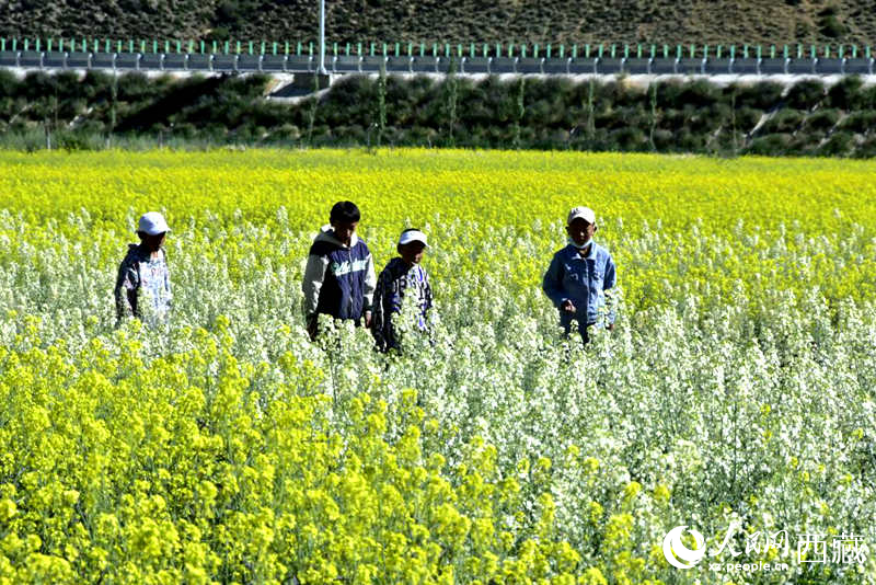 小孩在油菜花田嬉戲。人民網(wǎng) 李海霞攝