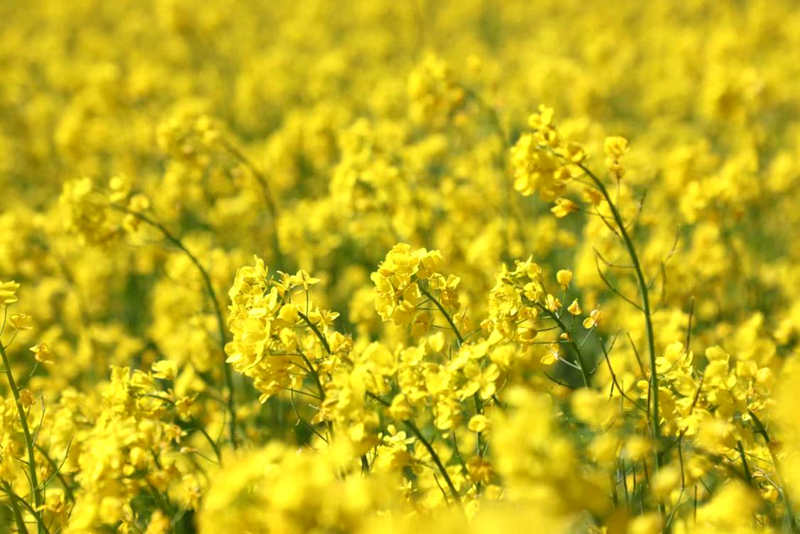 油菜花盛開(kāi)。洛克攝