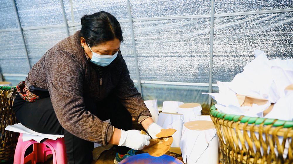 采收靈芝孢子粉。