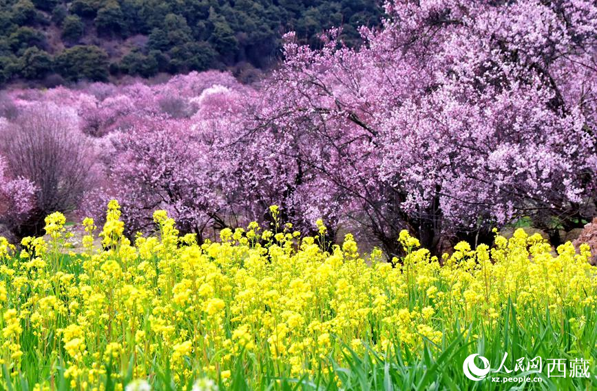 桃花與油菜花勾勒出別樣風景。 人民網(wǎng) 李海霞攝