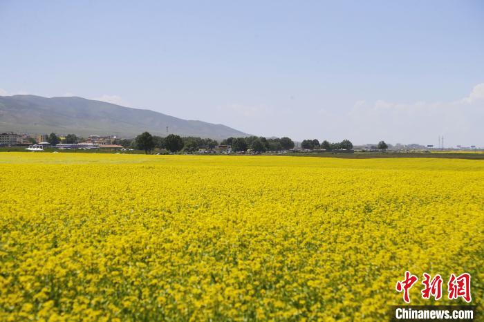 圖為青海湖畔油菜花海?！●R銘言 攝