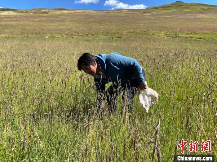 圖為多智正在自家牧場中撿垃圾。　李江寧 攝