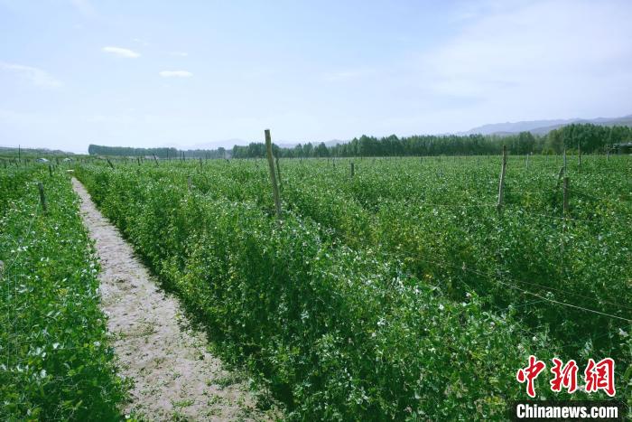 天?？h高原綠色(有機(jī))蔬菜基地種植的食用莢豆。　闕道華 攝