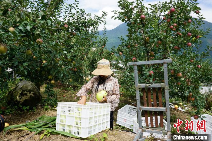 郭洪強(qiáng)的老伴正在給蘋果裝箱?！∽g 攝
