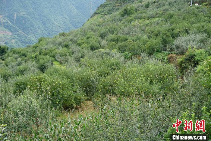 黃草坪村蘋果基地?！∽g 攝