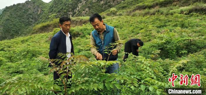 圖為張金利調(diào)研適合阿拉村種植的農(nóng)作物，經(jīng)過不斷改良技術(shù)后，產(chǎn)量大大提高。(資料圖)甘肅省水利廳供圖