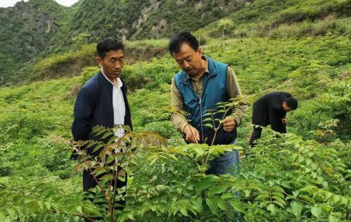 圖為張金利調(diào)研適合阿拉村種植的農(nóng)作物，經(jīng)過不斷改良技術(shù)后，產(chǎn)量大大提高。(資料圖)甘肅省水利廳供圖