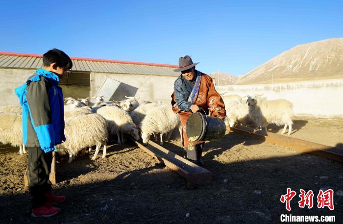 圖為哇保和孫子正在喂羊。　才項(xiàng)什姐 攝