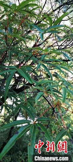 被稱為植物界“大熊貓”的五小葉槭植物?！】刀ㄊ形麄鞑抗﹫D